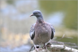 <p>HOLUB HŘIVNÁČ (Columba palumbus) Jiříkov</p>